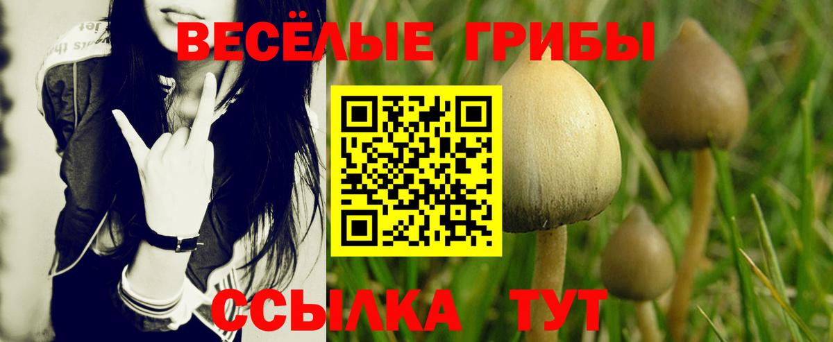 Галлюциногенные грибы Psilocybe  где купить наркоту  Брянск  Вход с VPN 